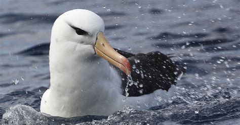 Black-browed albatross – Australian Antarctic Program