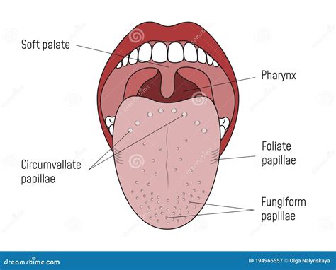 Human Anatomy 4c Diagram Of Tongue