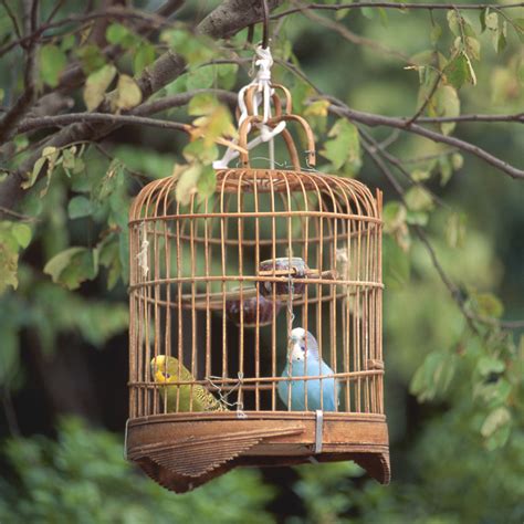 Know the Risks Before You DIY a Bird Cage