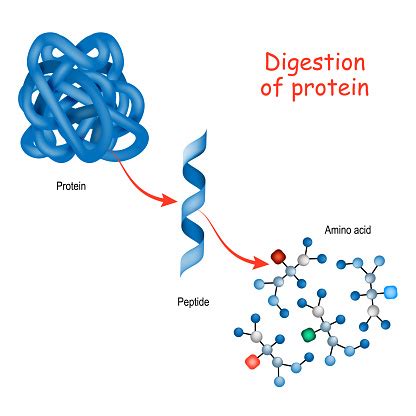 Digestion Of Protein Enzyme Stock Illustration - Download Image Now ...