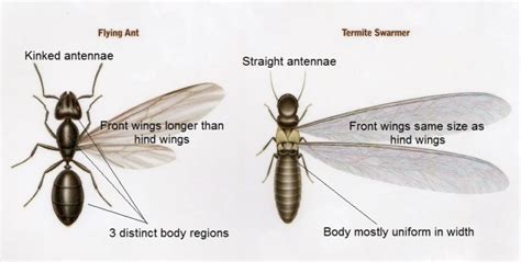 winged termites in colorado - This Very Important Weblogs Stills Gallery