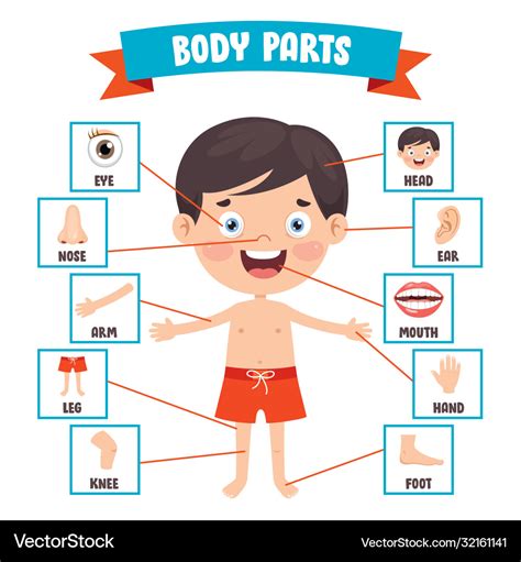 Human Body Parts Diagram Illustration