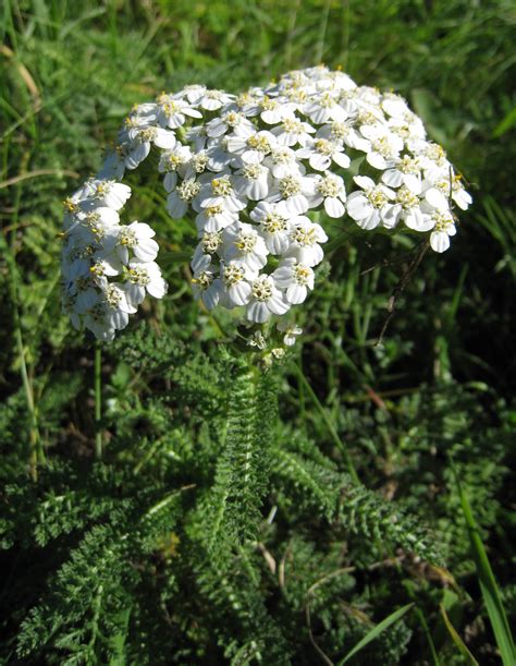 Achillea millefolium – Common yarrow – Gowanus Canal Conservancy