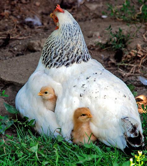 Sometimes, we need a mother hen | Squinting through Fog ("The Fog Blog")