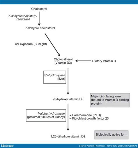 1 Alpha Hydroxylase Renal Diet - designstudioposts