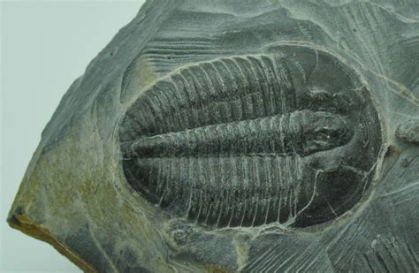 Cambrian Period - Fauna, Fossils, Evolution | Britannica