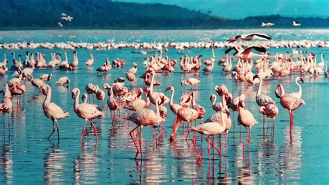 Best Time To Visit Lake Nakuru National Park > Weather And Festivals