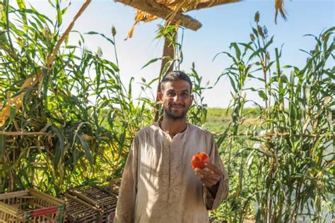 Technological Advances in Agriculture in Egypt - The Borgen Project