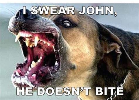 30+ Best Angry Dog Memes