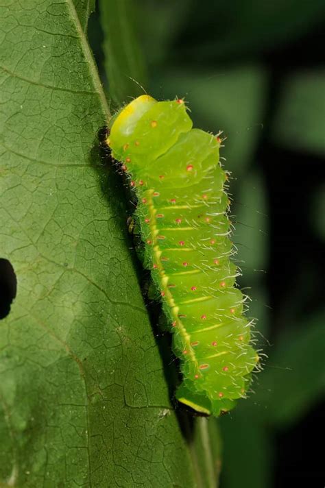 Luna Moth Caterpillar