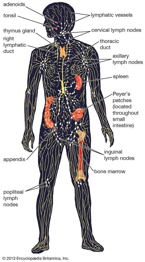 lymphatic system | Lymphatic system anatomy, Lymphatic system, Lymphatic