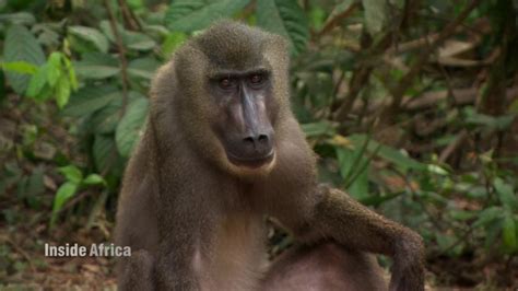 How two tourists saved Nigeria’s drill monkey | CNN