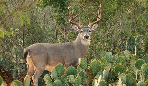 Venado cola blanca, patrimonio biológico de la biodiversidad de México ...