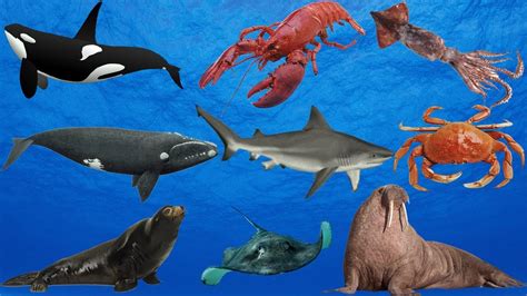 Learn Sea Animals Names And Sounds Real Sea Animals For Kids