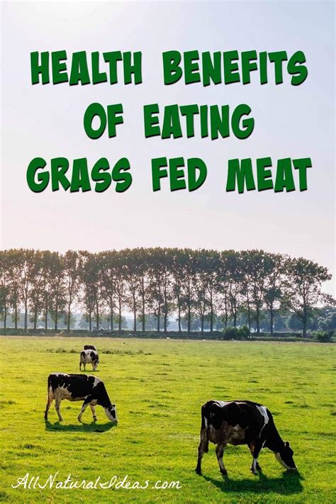 Grass Fed Meat Health Benefits | All Natural Ideas