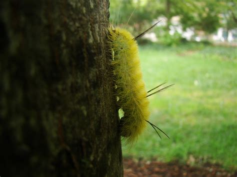 American Dagger Moth (Acronicta americana)) - The HUDSON RIVER PARK ...