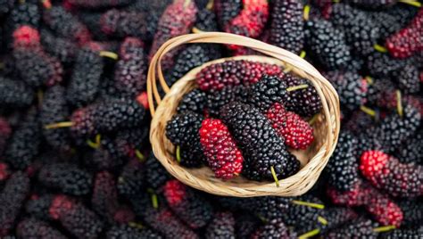 These 10 benefits of mulberries will make you embrace this fruit ...