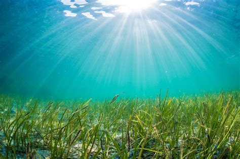 Some Good News: Seagrass Restored to Eastern Shore Bays Is Flourishing ...