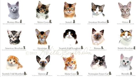 Breeds Of Cats - Cat Choices