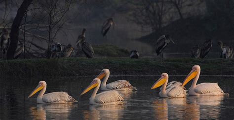 Keoladeo Ghana National Park | RajRAS - Rajasthan RAS