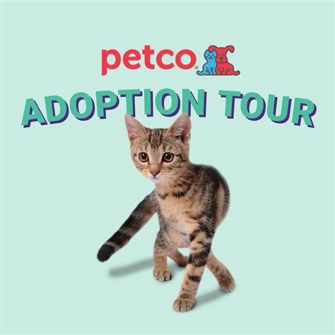 Petco Adoption Events 2024 - Kandy Mariska