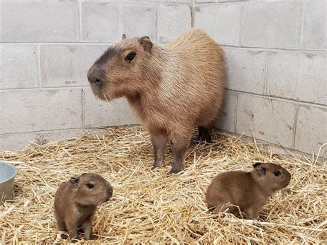 Cape May County Zoo Welcomes Baby Capybaras: Video | Ocean City, NJ Patch