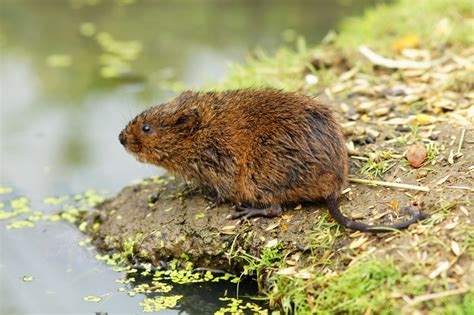 European water vole - Wiktionary, the free dictionary