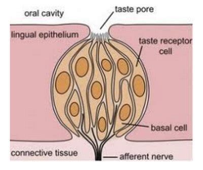 Inflamed (Enlarged) Taste Buds - Pictures and Treatment