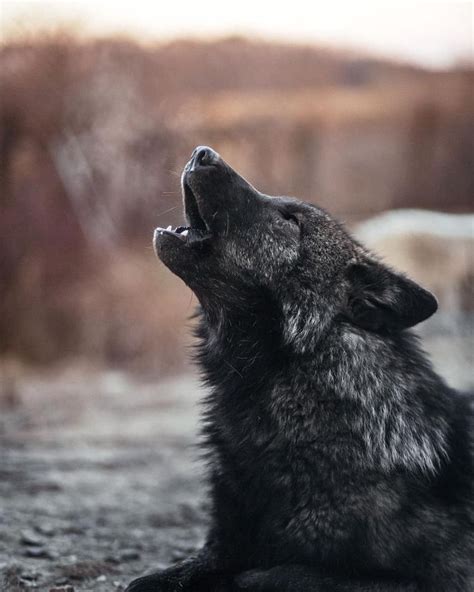 Howling Black Wolf