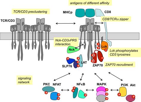 CD3 Proteins – KACTUS