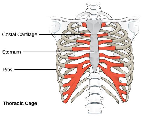 Types of Skeletal Systems | Biology II