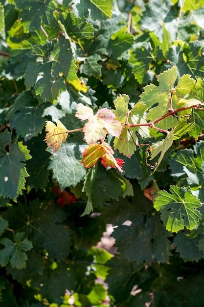 Premium Photo | Vine grapes in the vineyard ready for the harvest