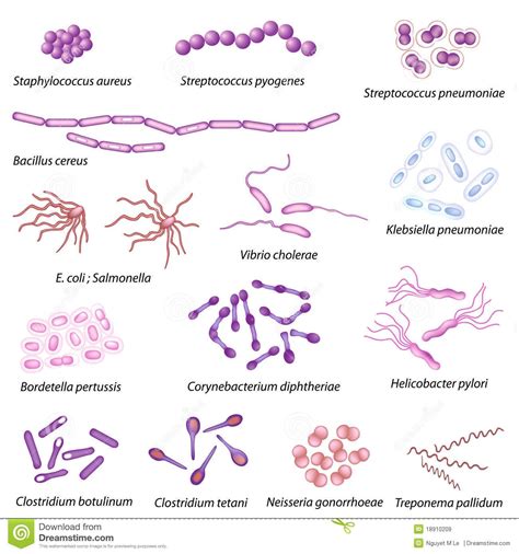 Identifying Bacteria Chart