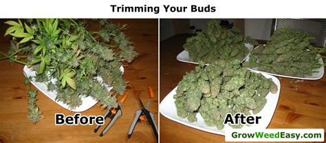 Tips For Drying/Curing Your Cannabis Buds | Grow Weed Easy