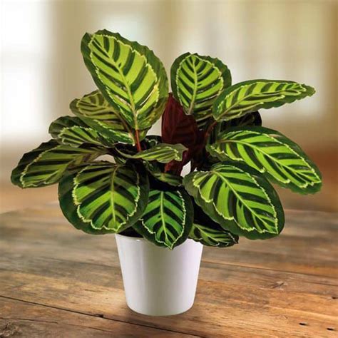 Rare Calathea Seeds, Air Freshening Plants, 100pcs/pack – GreenSeedGarden