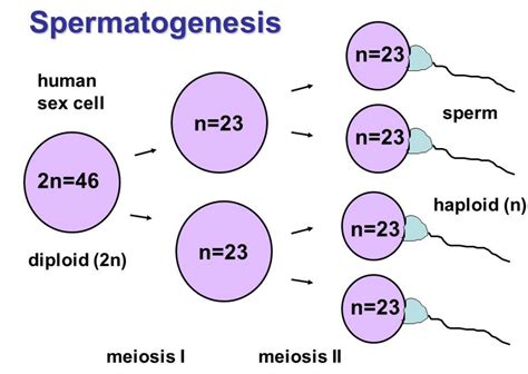 [Solved] What is the point of Meiosis II, considering | 9to5Science