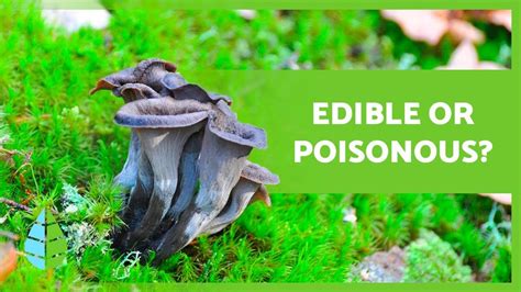 +10 EDIBLE FUNGI 🍄 How to recognize them? - YouTube