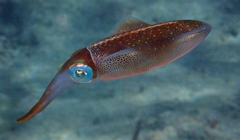 Caribbean reef squid | About Sepioteuthis sepioidea - Snorkel Things