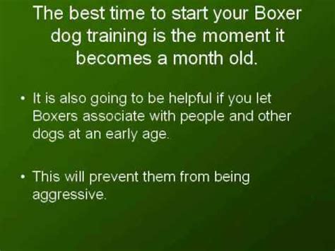 Boxer Dog Training - Quick Tips You Can Use to Train Your Boxer - YouTube