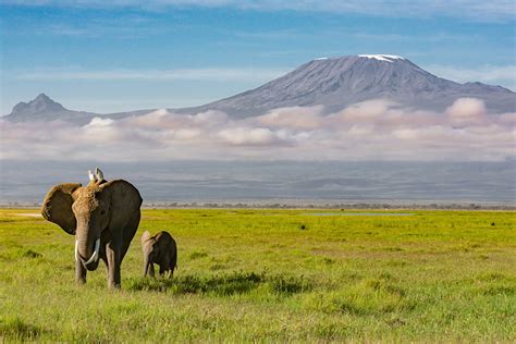 Elephants Walking With Kilimanjaro in the Background - Trekking Hero