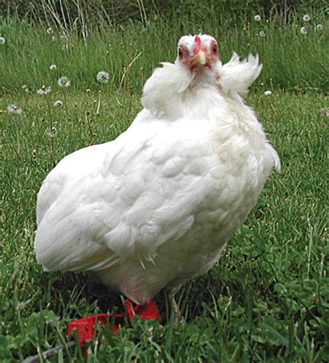 All About Araucana Chickens - Backyard Poultry | Araucana chickens ...