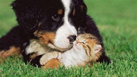 🔥 [40+] Cute Cats and Dogs Wallpapers | WallpaperSafari