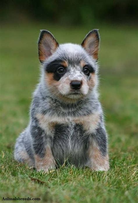 Australian Cattle Dog Breed Pictures and Information | FallinPets