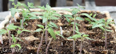 8 Tips for Growing Tomatoes from Seed