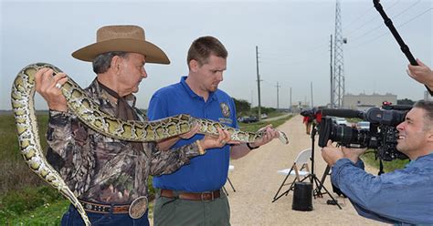 2016 Python Challenge in Florida better than last time - CBS News