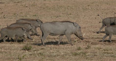 Nairobi national park tours - Kenya and Tanzania safaris, Kenya safari ...