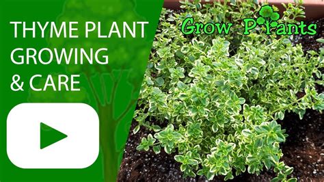 Thyme plant - Growing & care - YouTube