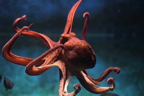 Octopus Poop: Everything You've Ever Wanted to Know - Wiki Point