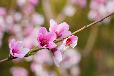 Pink Peach Blossom Photography Background, Spring, Blossom, Peach ...