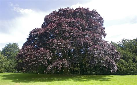 Beech Tree: Pictures, Photos, Images, Facts on Beech Trees